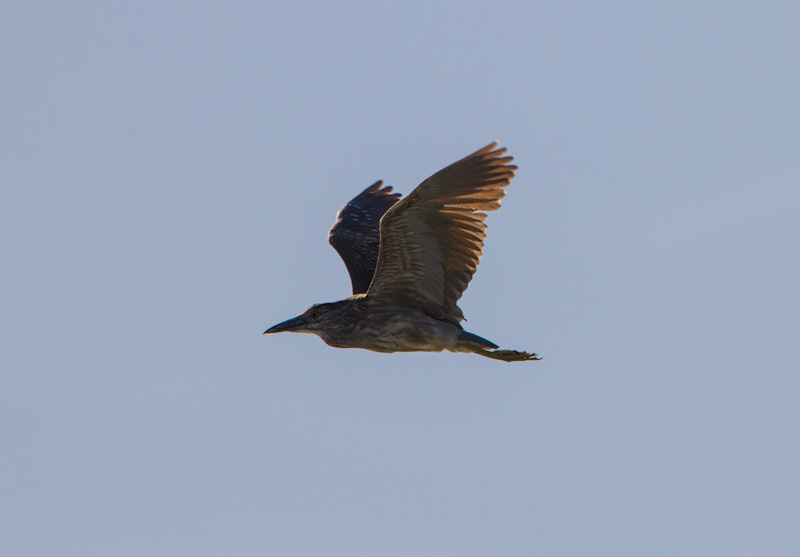 Black-Crowned Night Heron