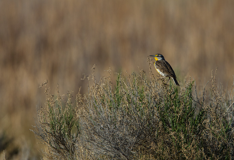 Western Meadowlark