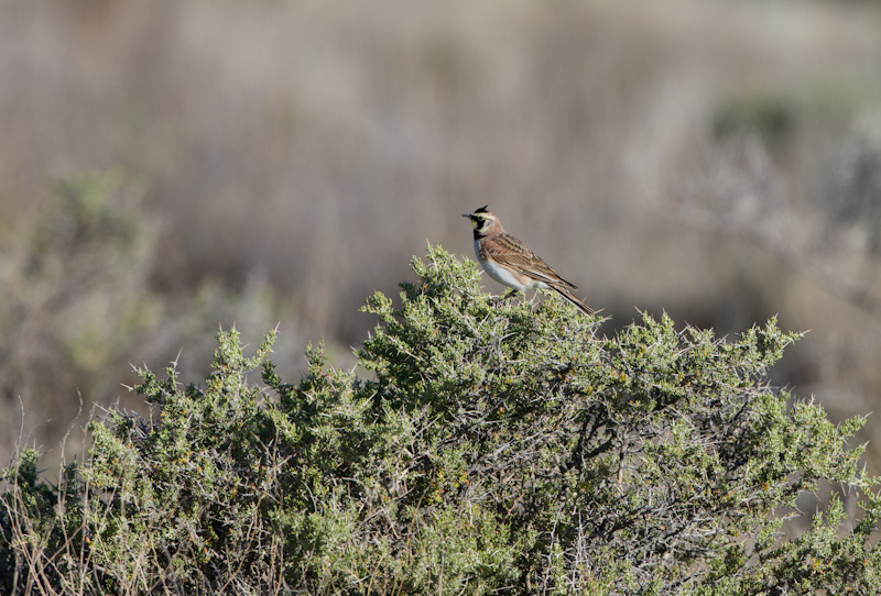 Horned Lark