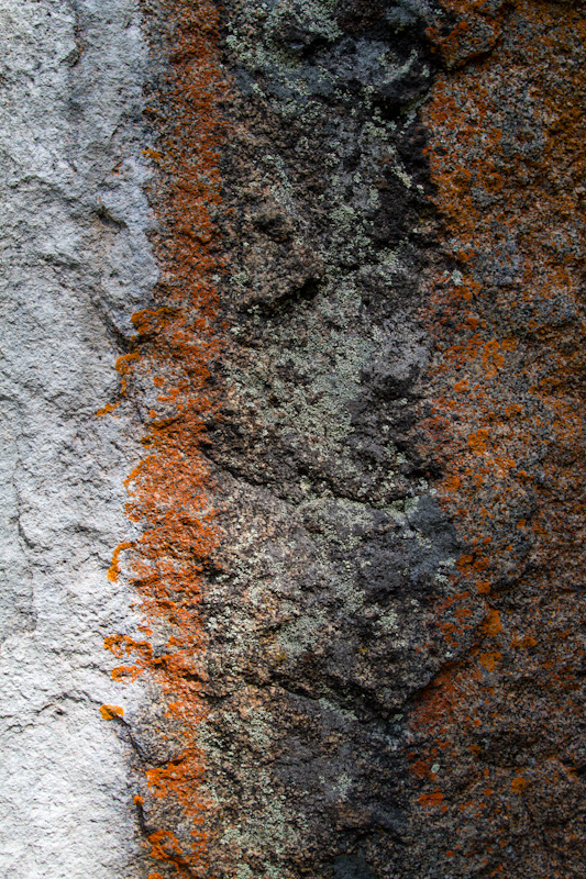 Lichen On Rock Face