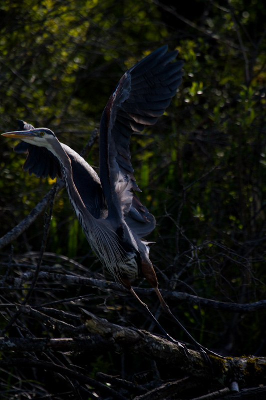 Great Blue Heron Taking Flight