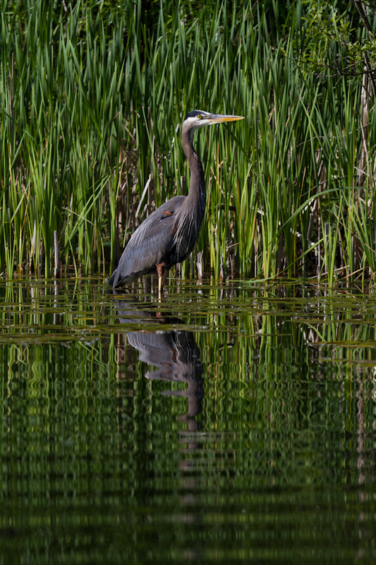 Great Blue Heron