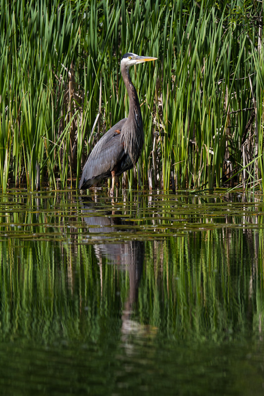 Great Blue Heron