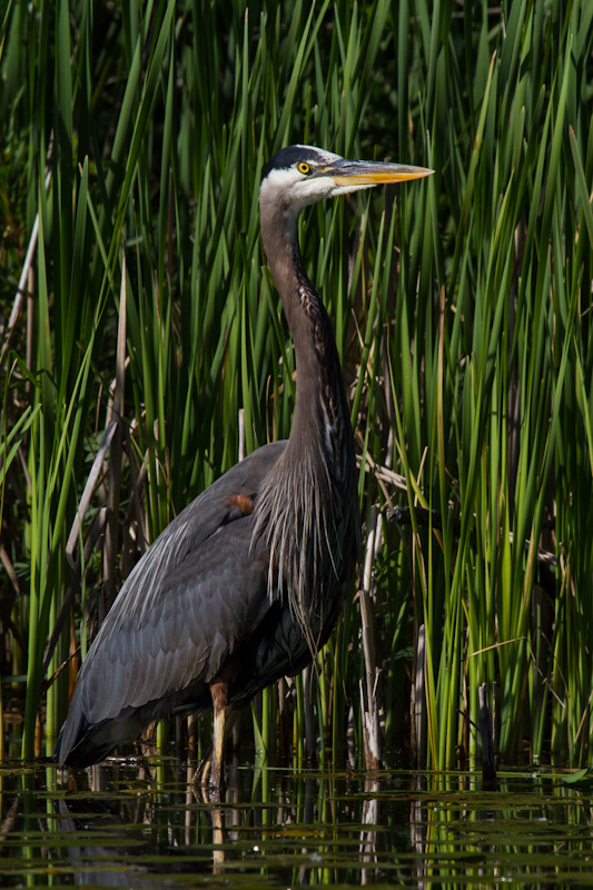 Great Blue Heron