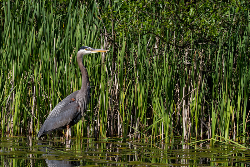 Great Blue Heron