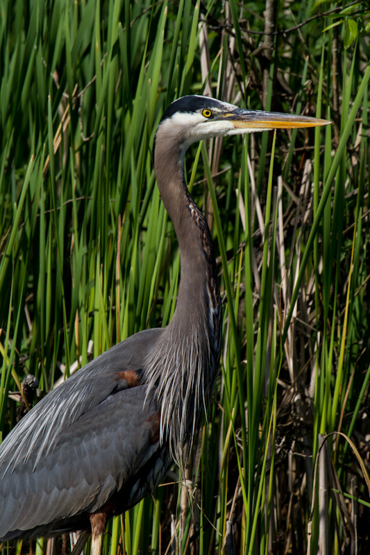 Great Blue Heron