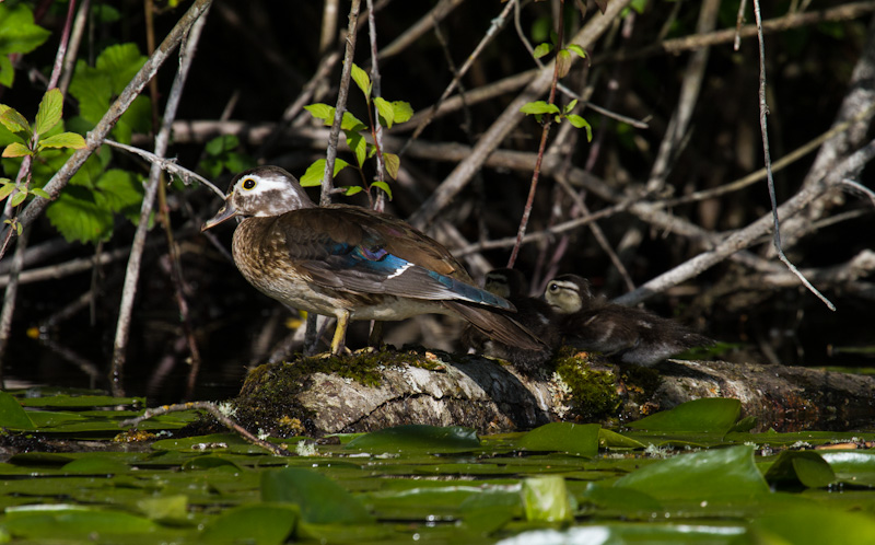 Wood Duck And Ducklings