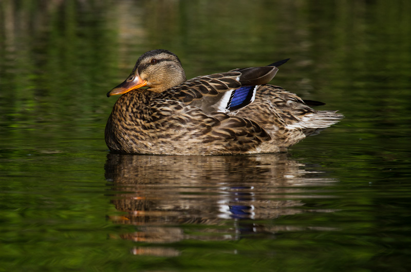 Mallard