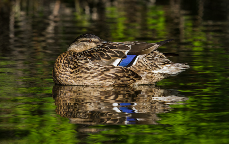 Mallard