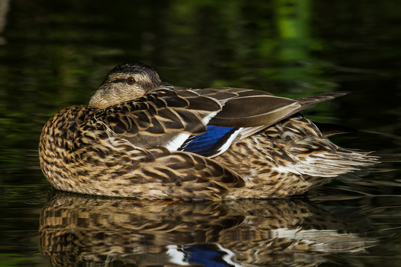 Mallard