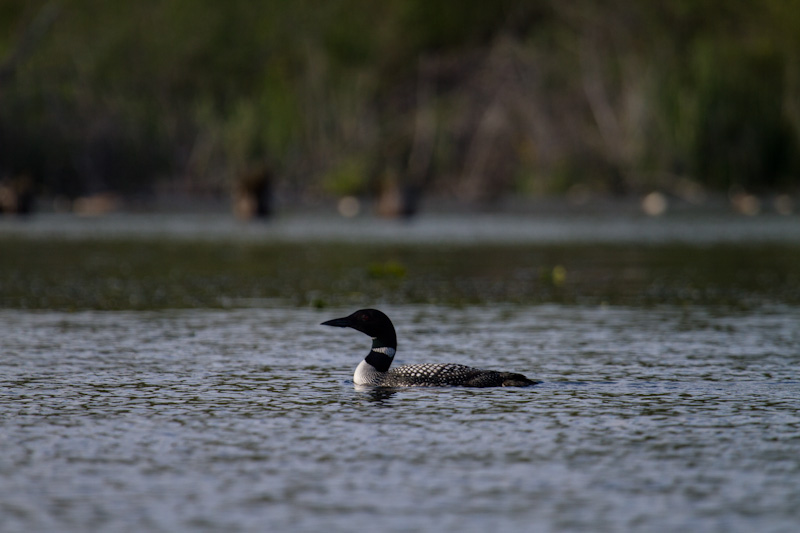 Common Loon