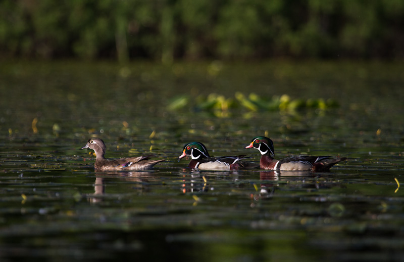 Wood Ducks