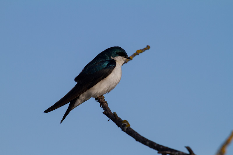 Tree Swallow