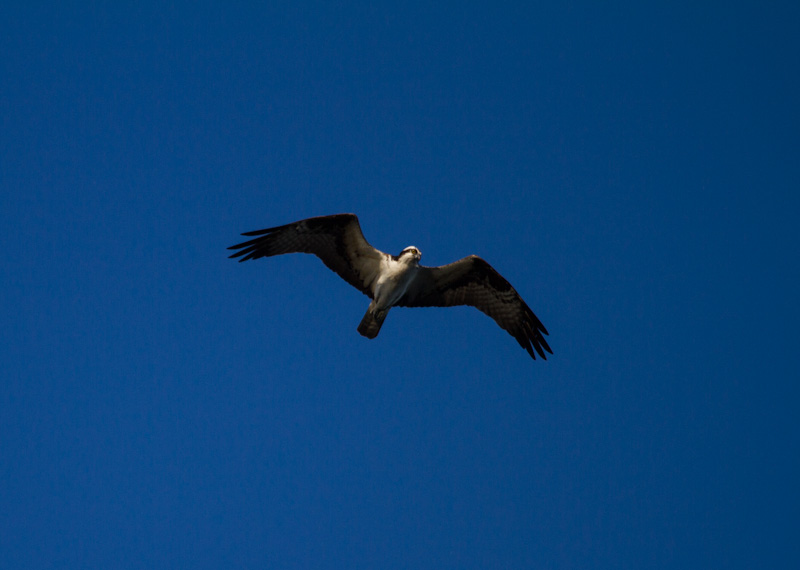 Osprey In Flight