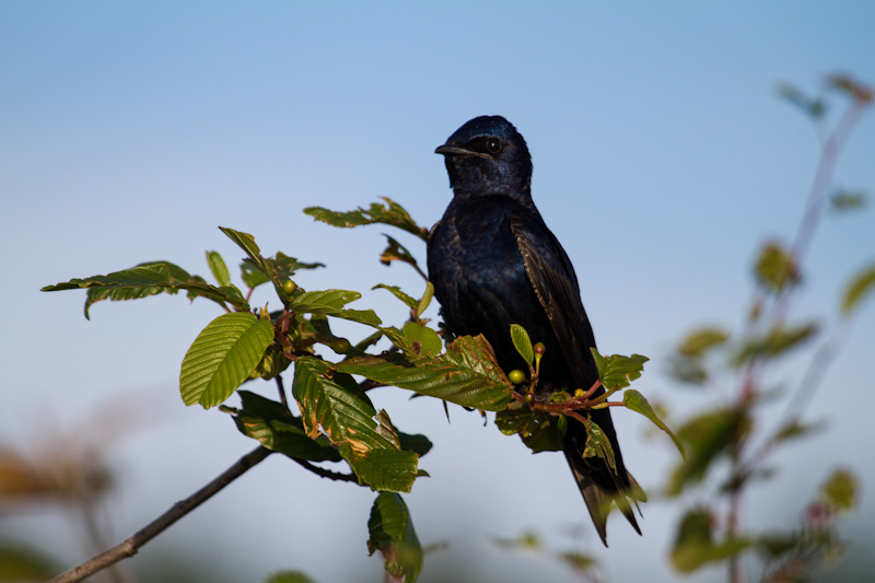 Purple Martin