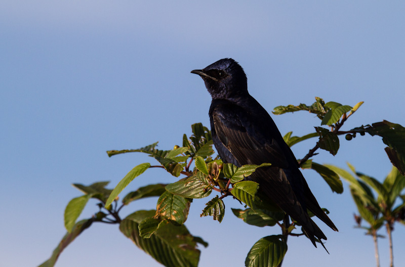 Purple Martin