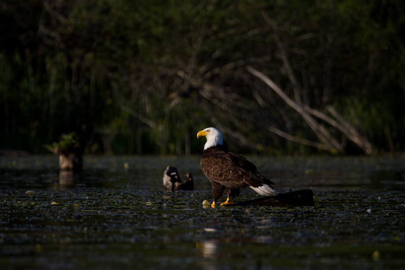 Bald Eagle