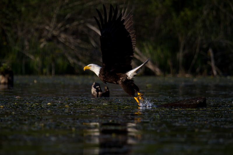 Bald Eagle Taking Flight