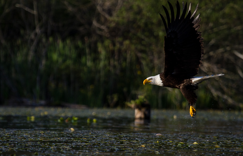 Bald Eagle In Flight