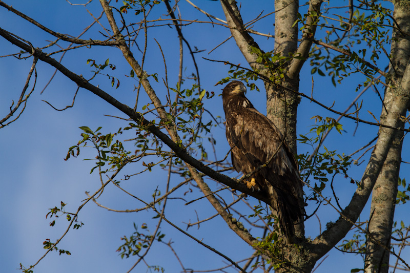 Juvenile Bald Eagle