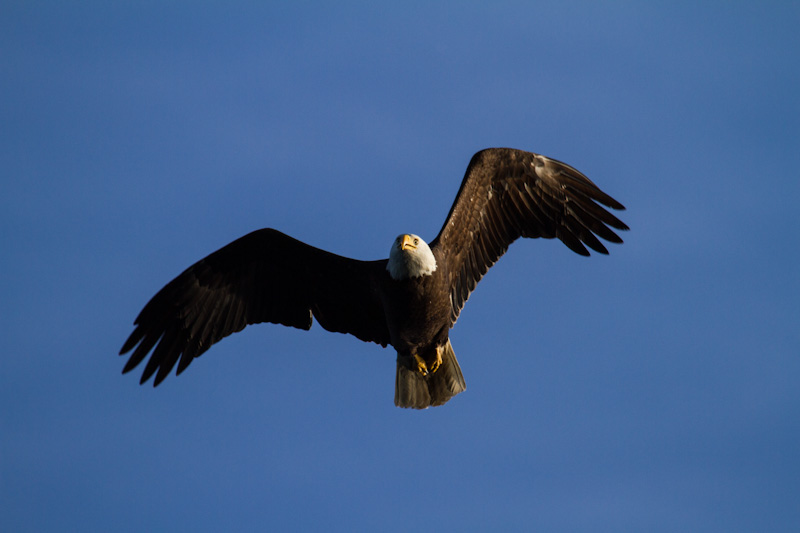 Bald Eagle In Flight