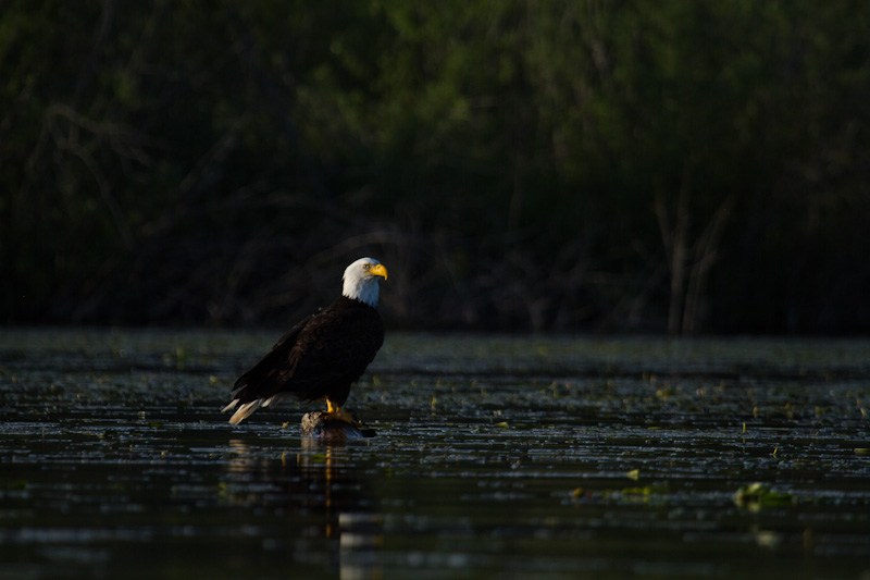 Bald Eagle