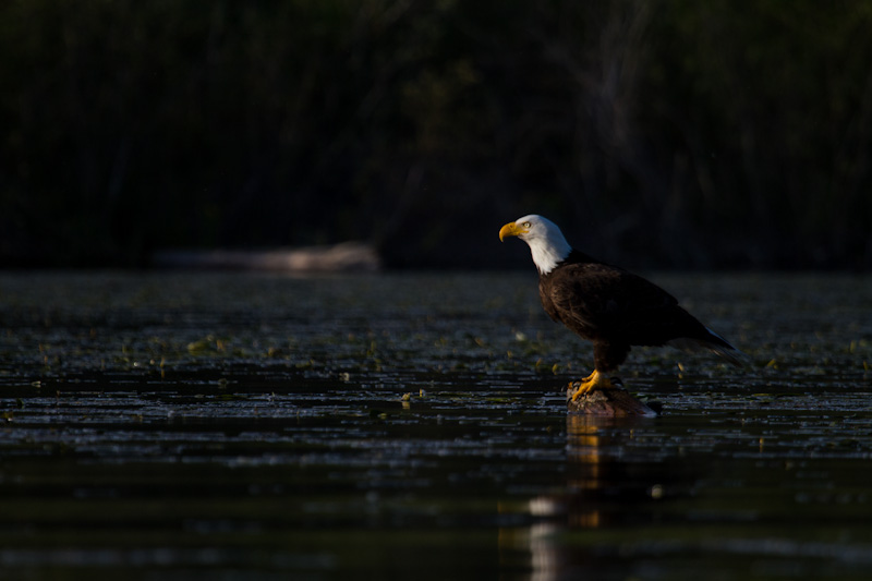 Bald Eagle