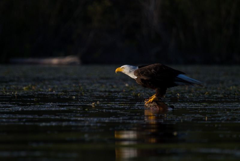 Bald Eagle