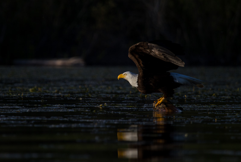 Bald Eagle Taking Flight