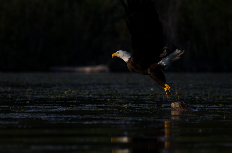 Bald Eagle Taking Flight