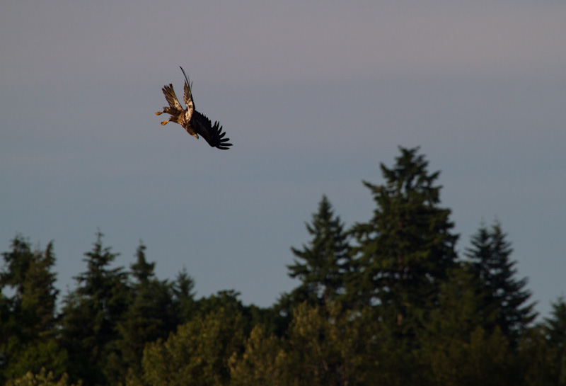 Juvenile Bald Eagle Stooping