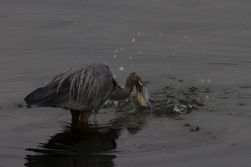 Great Blue Heron Fishing