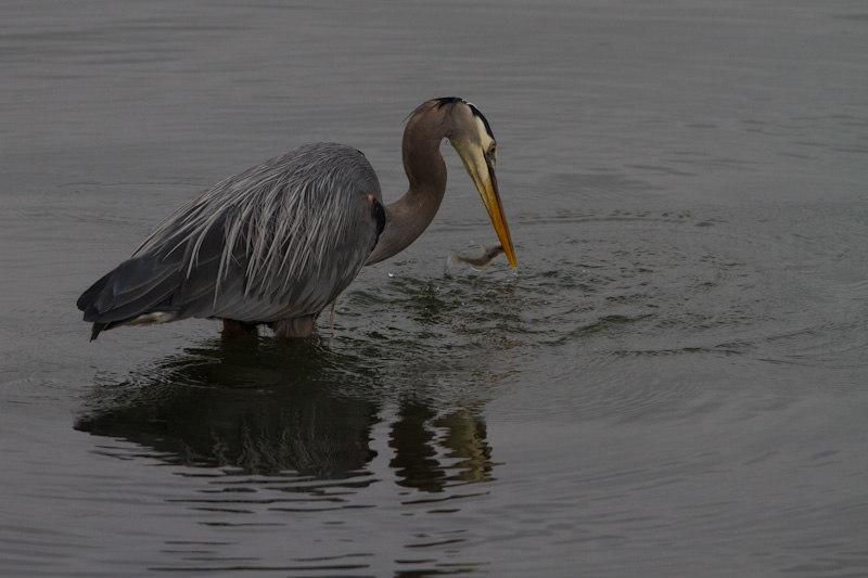 Great Blue Heron Fishing