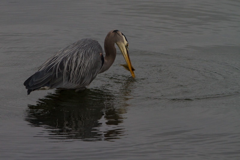 Great Blue Heron Fishing