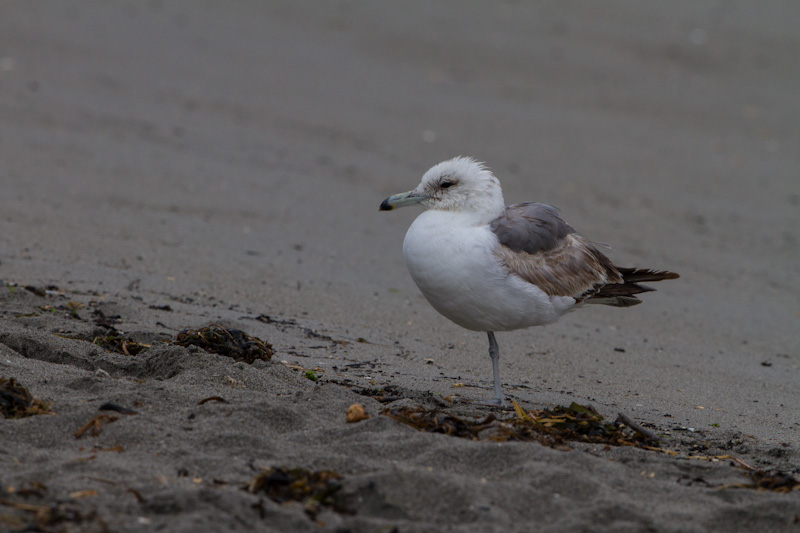 Juvenile Gull