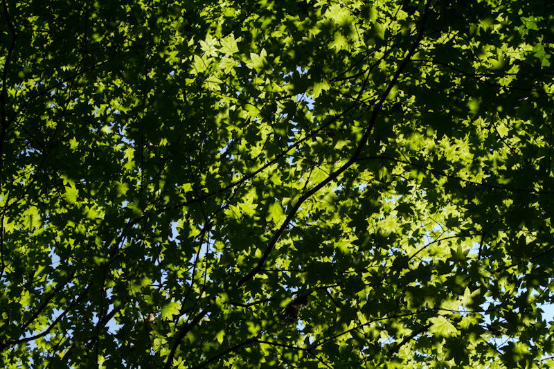 Sun Through Leaves