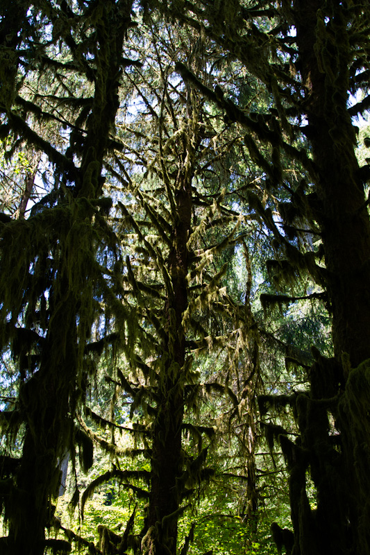 Moss Covered Trees