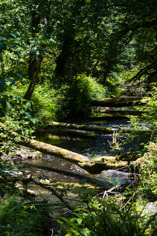 Fallen Logs Across Creek