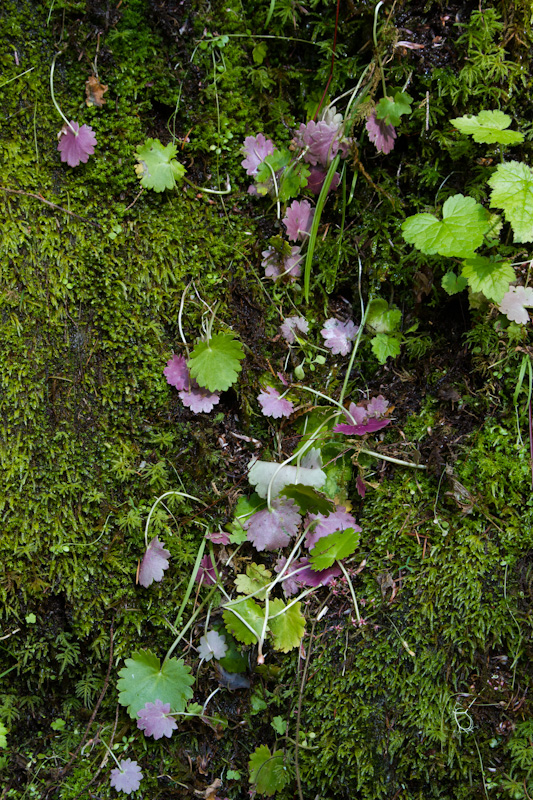 Hanging Garden