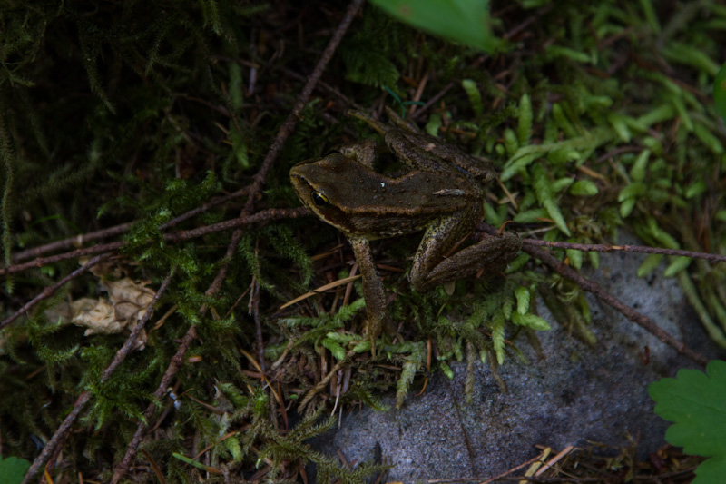 Red-Legged Frog