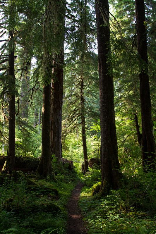 The Hoh River Trail