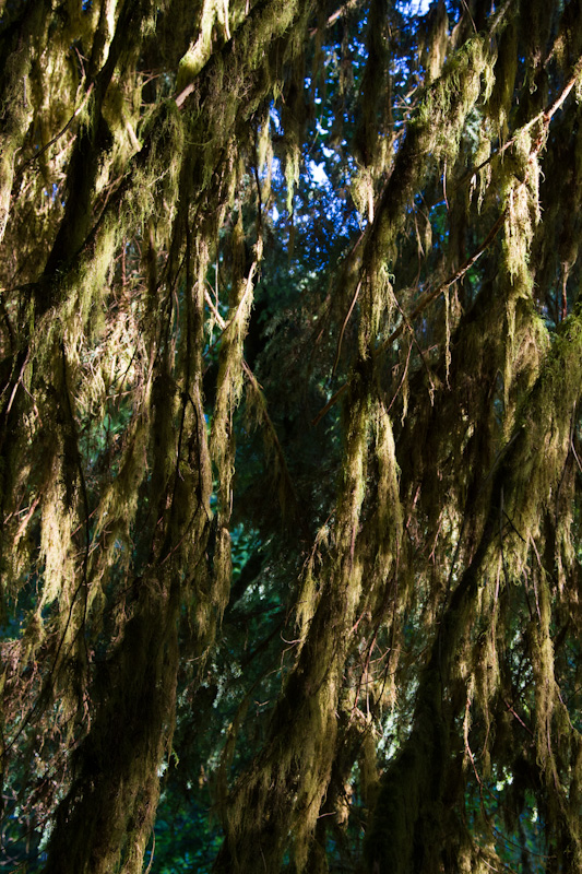 Moss Covered Trees