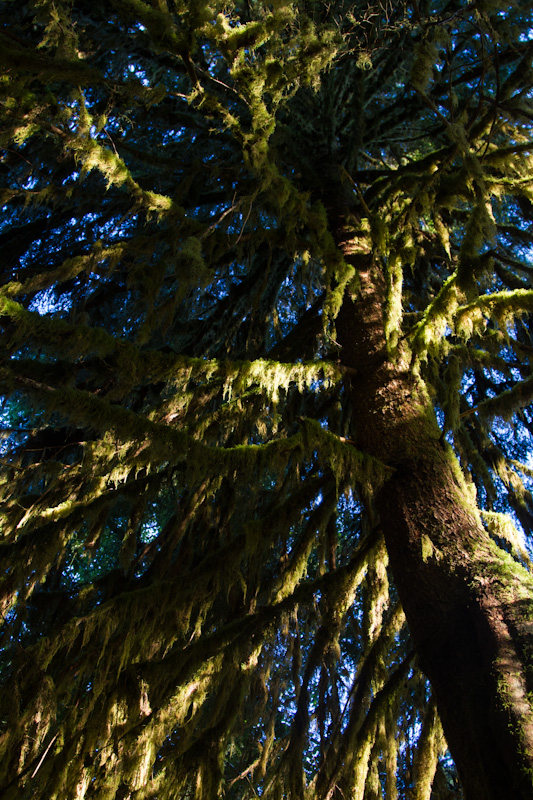 Moss Covered Trees