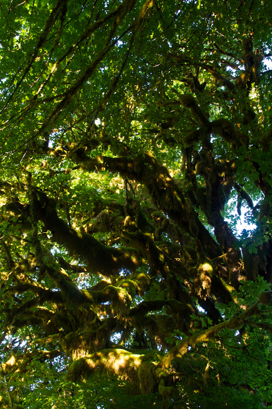 Moss Covered Trees