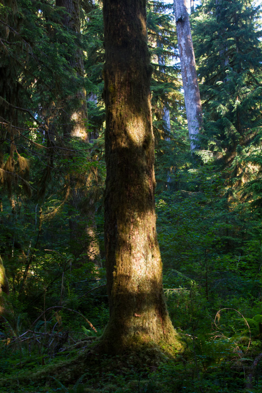 Sunlight On Tree Trunk