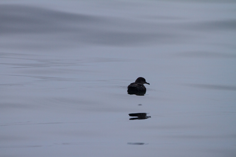 Sooty Shearwater