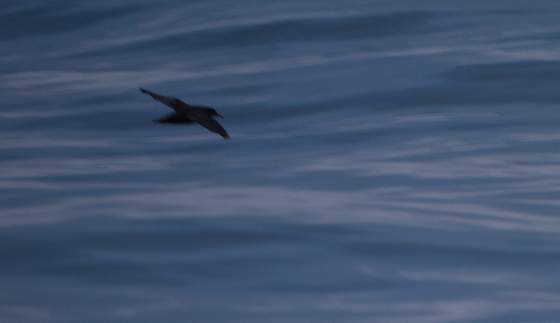 Sooty Shearwater In Flight