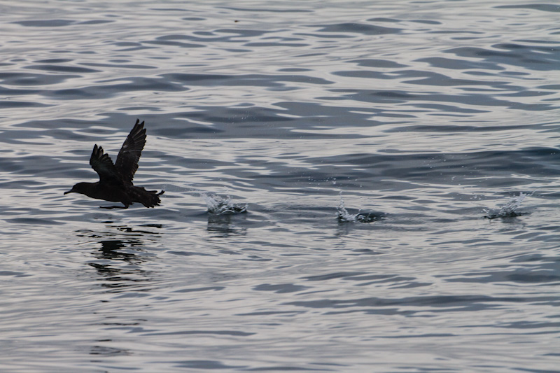 Sooty Shearwater Taking Flight