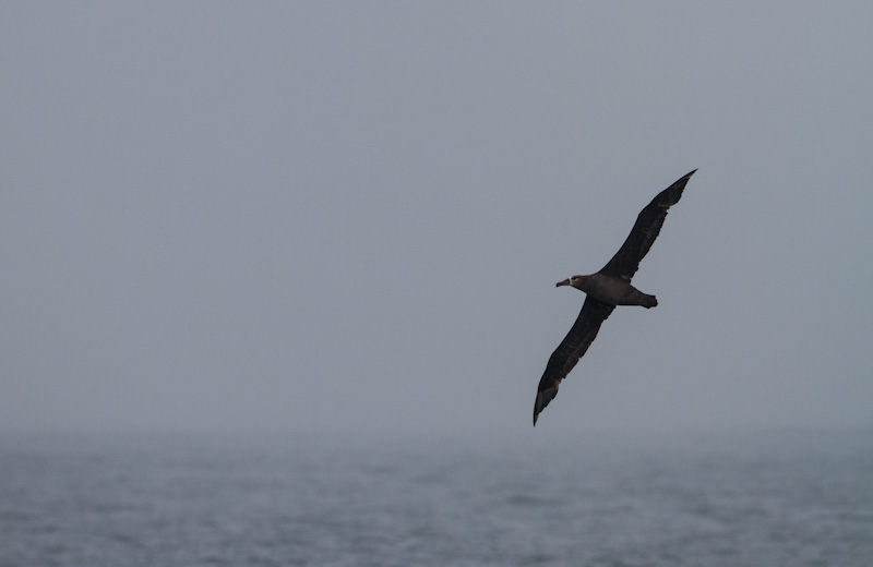 Black-Footed Albatross In Flight