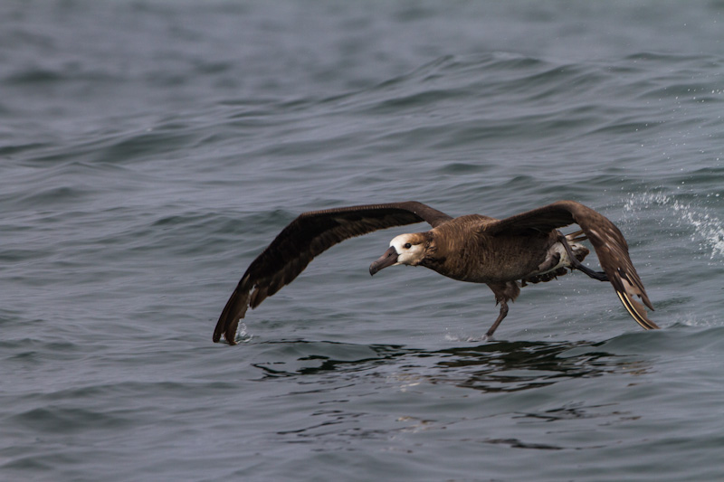 Black-Footed Albatross Taking Flight